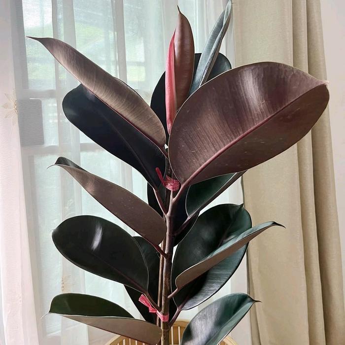 Tanaman Hias Ficus Elastica Burgundy - Tanaman Hidup Karet Kebo Merah dalam Pot