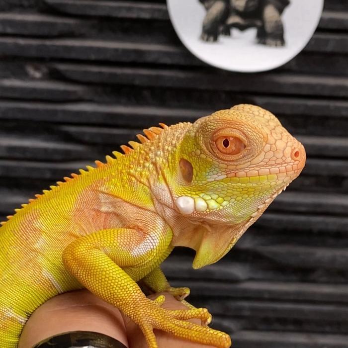TERMURAHHH RED ALBINO IGUANA BABY / IGUANA ALBINO REPTILE