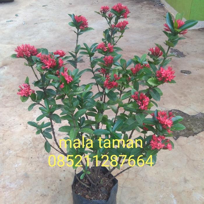 soka/tanaman soka/soka india