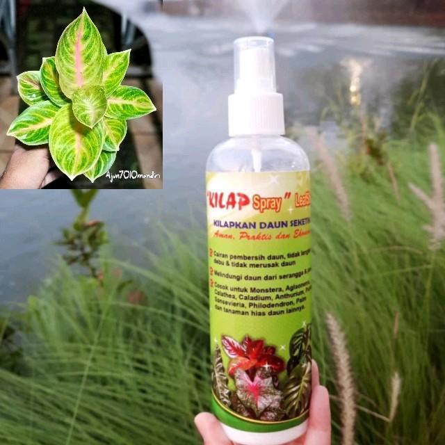 BISA COD kilap spray daun amber permata