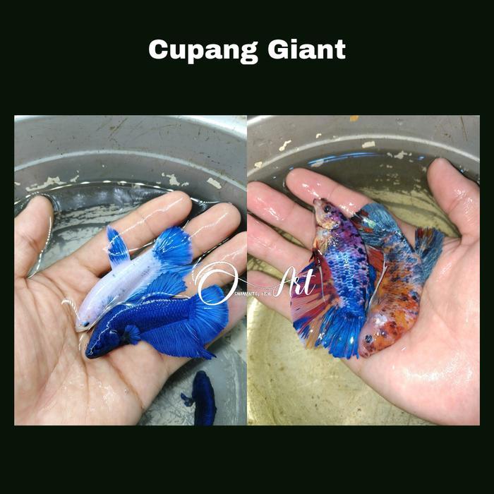 CUPANG GIANT MULTI, GIANT HALFMOON, GIANT YELLOW, IKAN CUPANG GIANT VARIASI JANTAN
