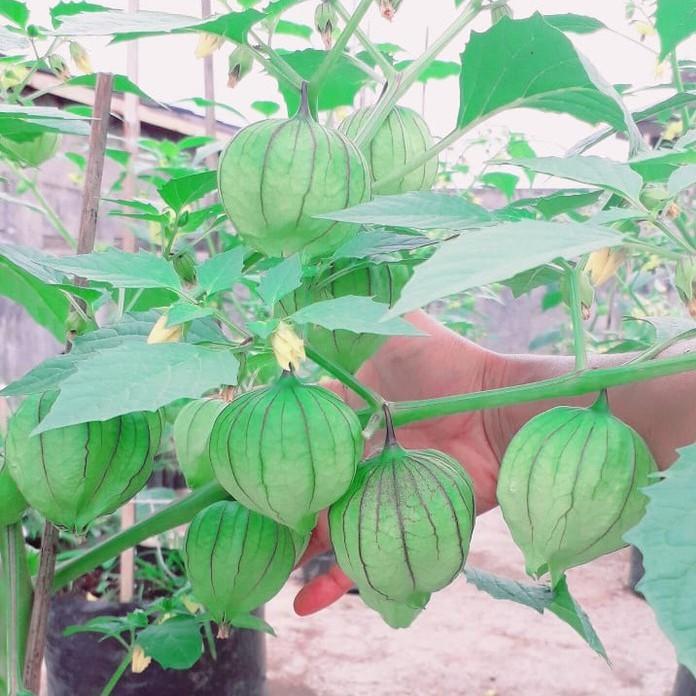 3 Benih Ciplukan Jumbo Morel Berry Hijau Bibit Tanaman Buah Buahan