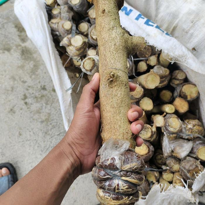 bonsai sancang hasil cangkok batang besar