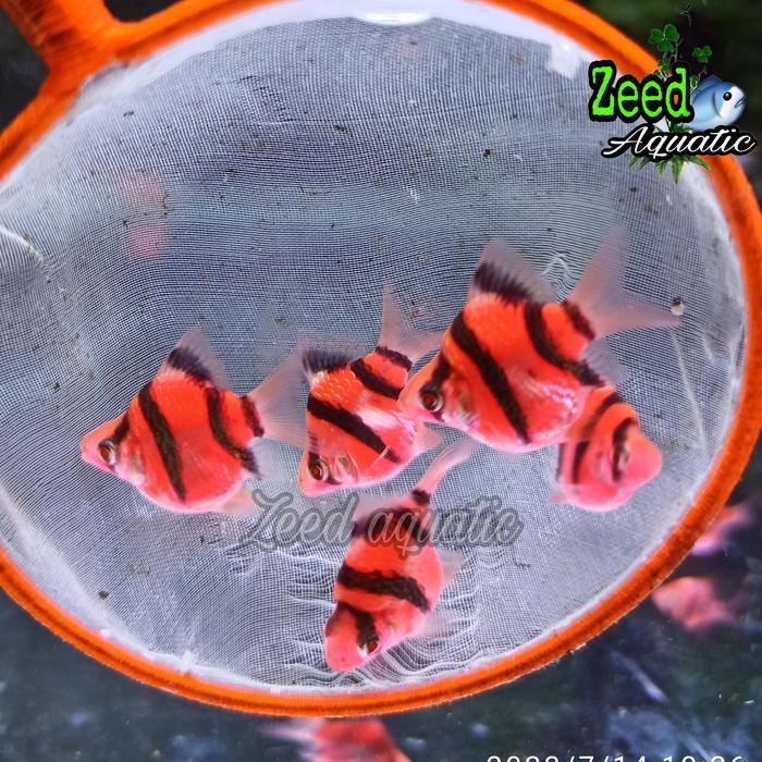 ikan hias air tawar Sumatra Red Tiger Balon Glow Fish hiasan aquarium aquascape paludarium biotope