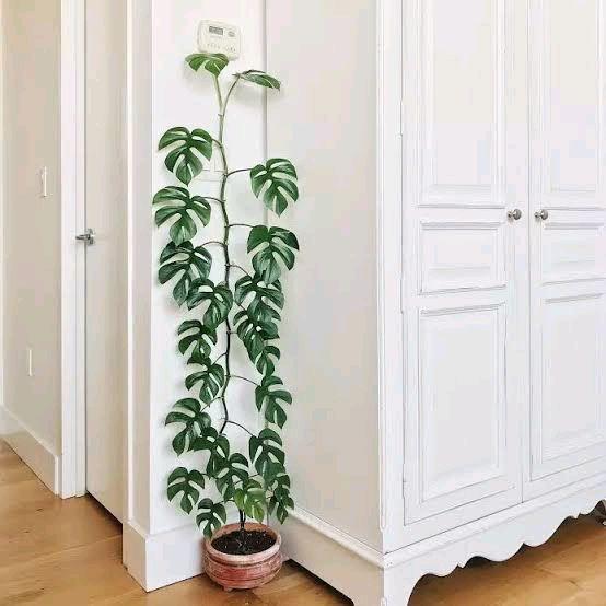 Moonieshopline Tanaan Monstera Mini - Monstera Rambat - Monstera Rapidopora Tetrasperma - Monstera