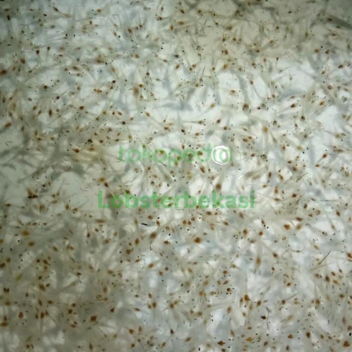 BIBIT BENUR VANAME AIR TAWAR 5000 EKOR