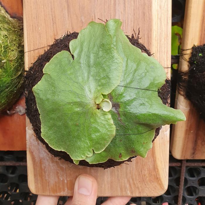 PLATYCERIUM ERAWAN MADAGASCARIENSE X ELEPHANTOTIS best seller