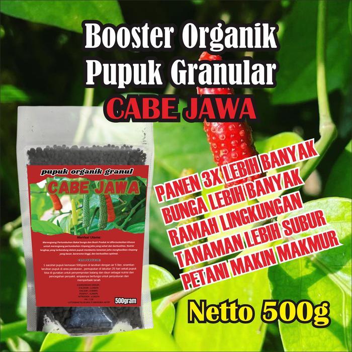 Josjismatt_ Pupuk Organik Cabe Jamu Bunga Buah Cabe Jawa Pohon Cabe Jamu Lebih Subur Berbuah Lebat