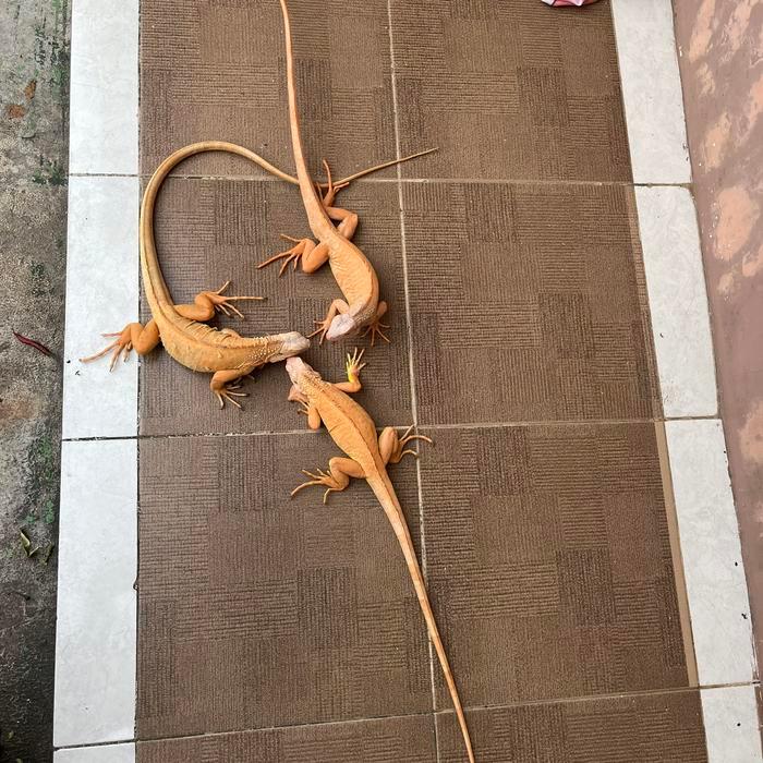 iguana albino / red albino juve awal