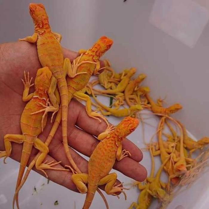 Reptile - iguana red albino / iguana red albino