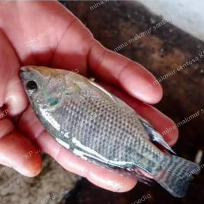 paket bibit ikan nila gesit hitam ukuran : 3 jari isi 20 ekor