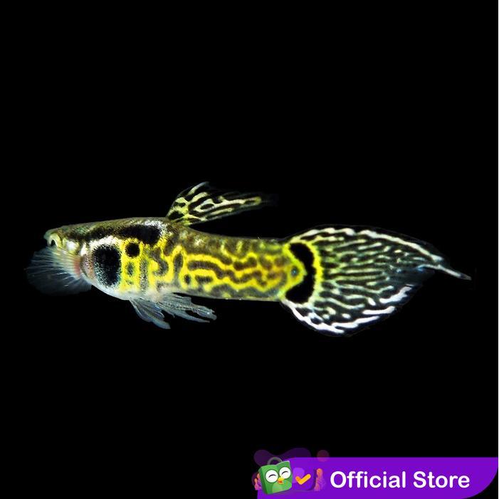 Guppy Mini Tiger Endler / Ikan Hias Air Tawar Aquascape