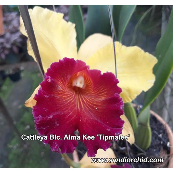 Cattleya Blc. Alma Kee 'Tipmalee'
