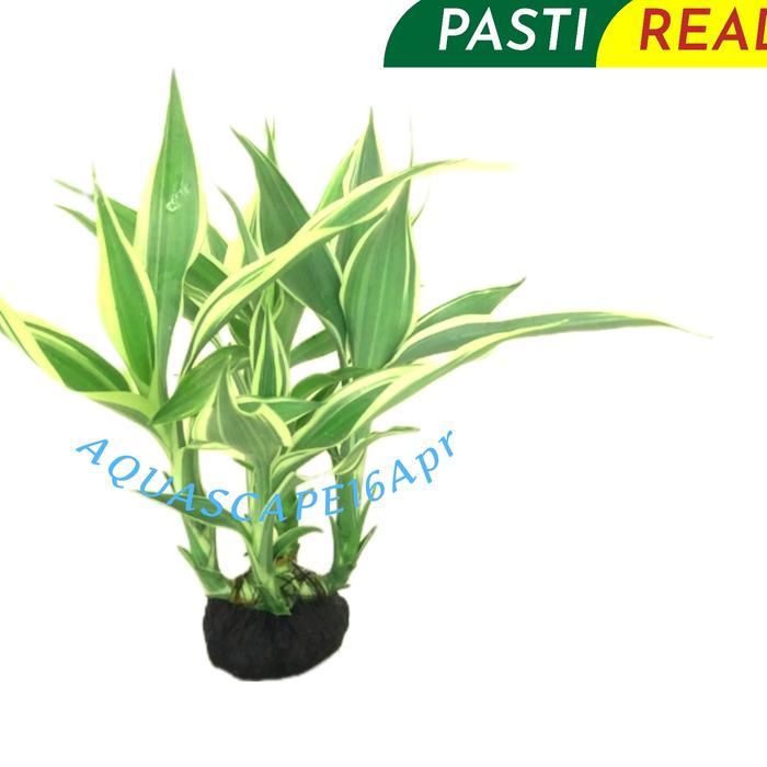 hiasan akuarium tanaman akuascape paludarium srirejeki parigata