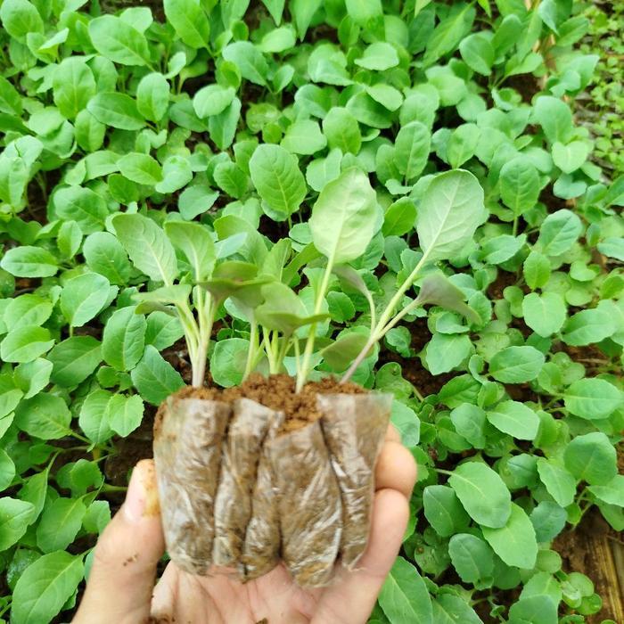 Bibit Brokoli Hijau Paket 50 Bibit Brokoli Hijau Siap Tanam untuk Sayuran Segar di Rumah Brokoli Hij