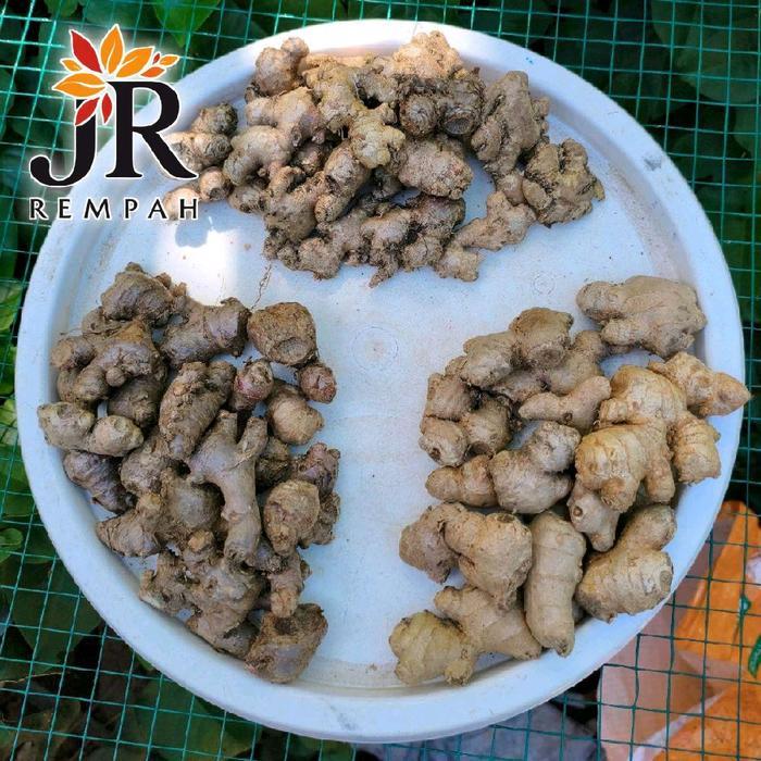 BIBIT JAHE EMPRIT JAHE MERAH DAN JAHE GAJAH BERAT 1KG