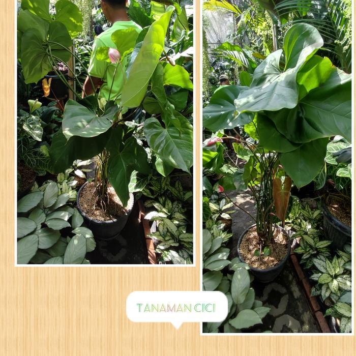 Tanaman Hias Anthurium Bunga Besar untuk Dekorasi Rumah - Ukuran Besar