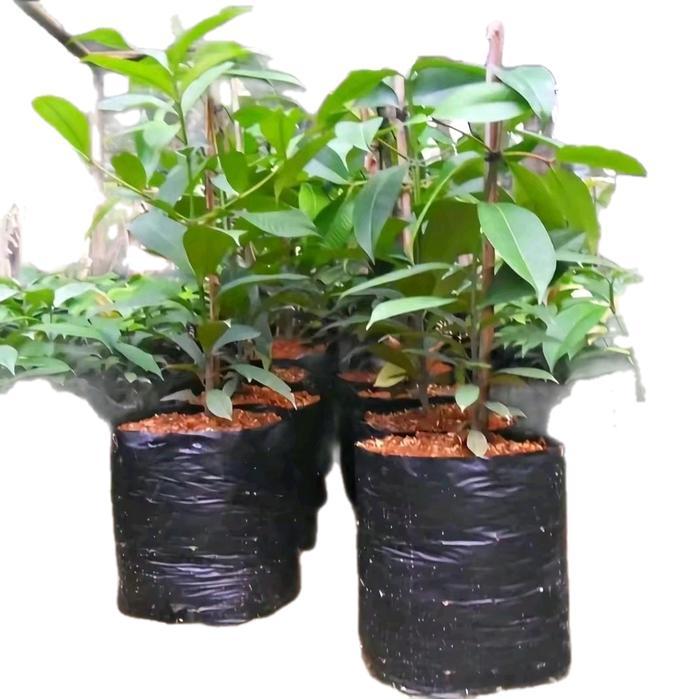 Polybag Tanaman Ukutan 40X40 Isi 60 Lembar - Polybag Besar 40X40 Isi 60 Pcs - Planter Polybag Taman