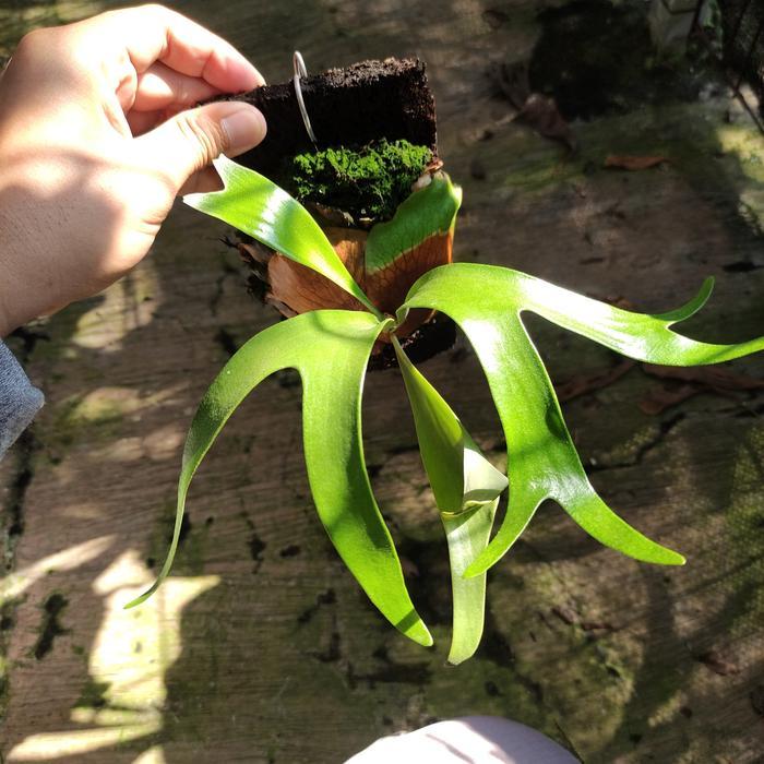 Platycerium Alcicorne Afrika Baby