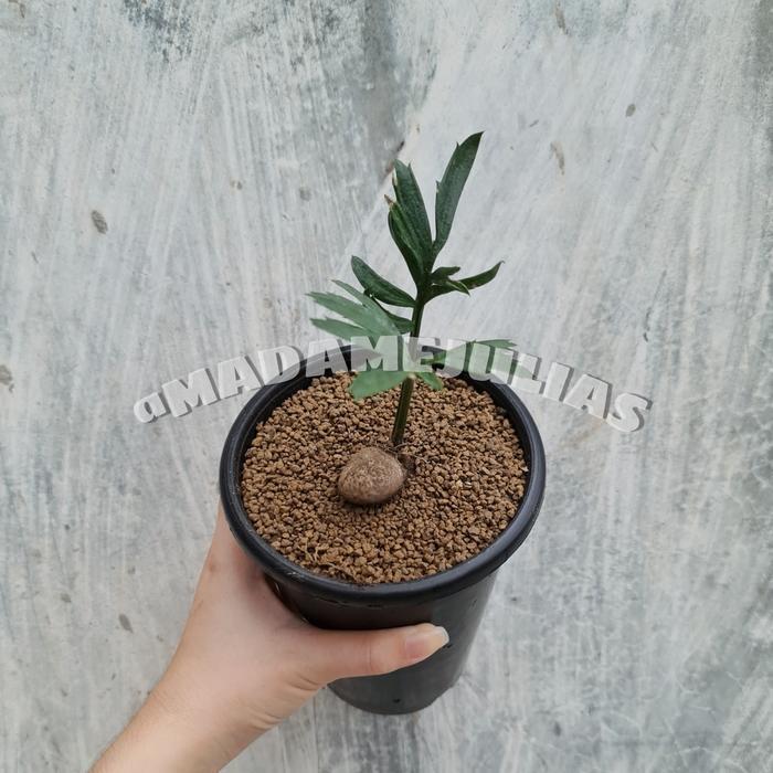bibit tanaman hias encephalartos seedling