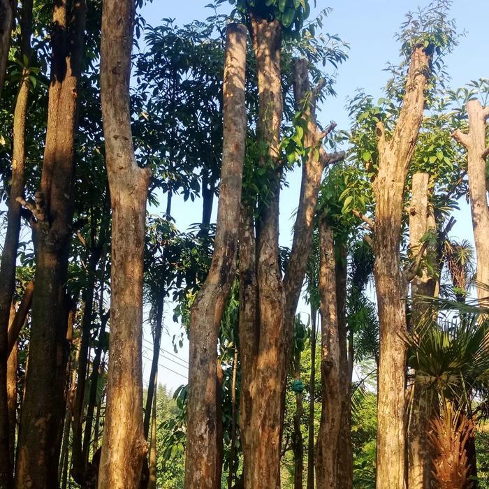 bibit pohon bungur pohon bunga sakura indonesia bunga Lagerstroemia