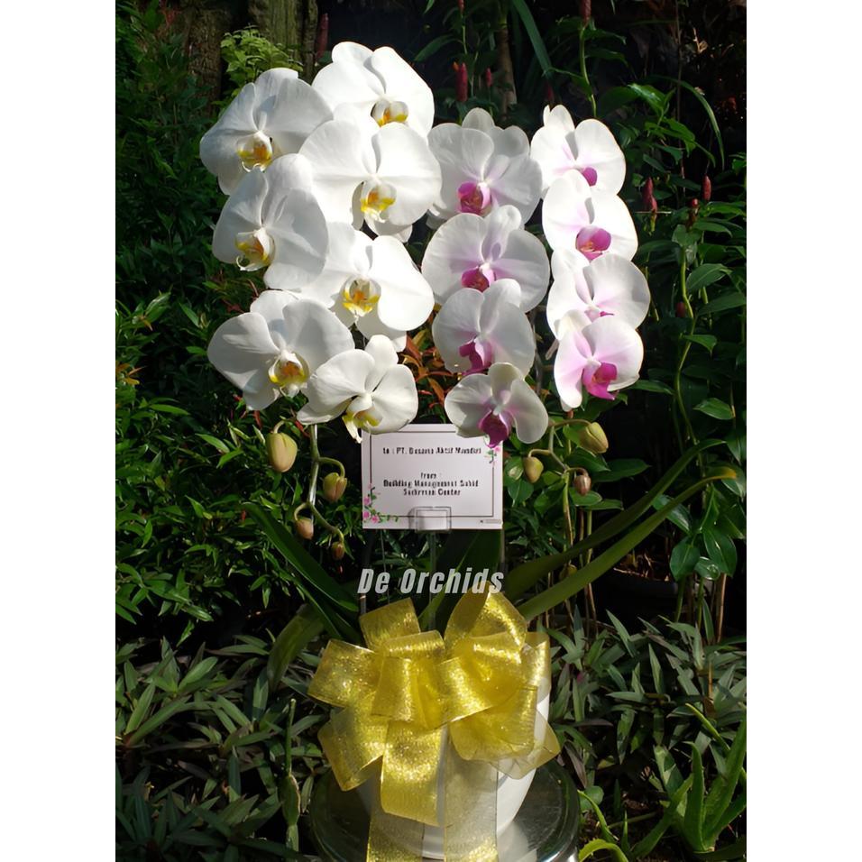 Anggrek bulan rangkaian 2 Pohon Warna Putih dan Putih Lidah Merah TERLARISBEST QUALITYBEST SELLER