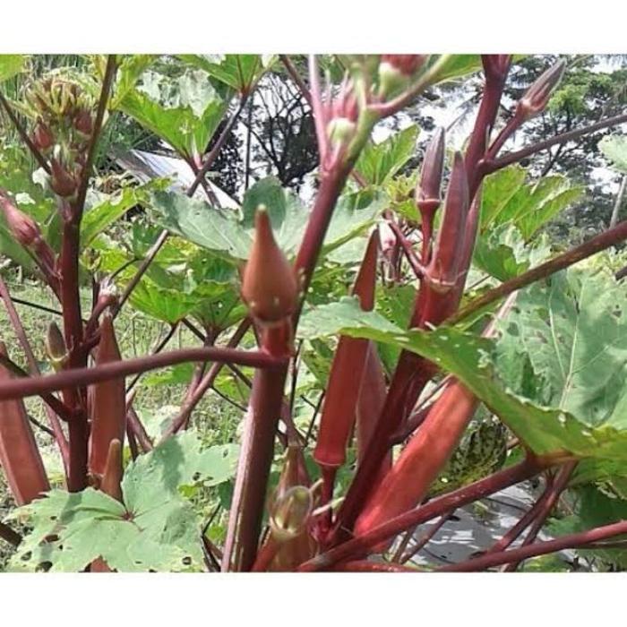 3 Biji benih okra merah unggulan - bibit okra merah