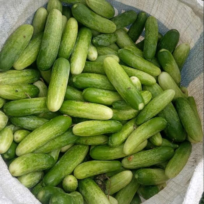 50 Butir Benih Timun Citra Baby Hijau