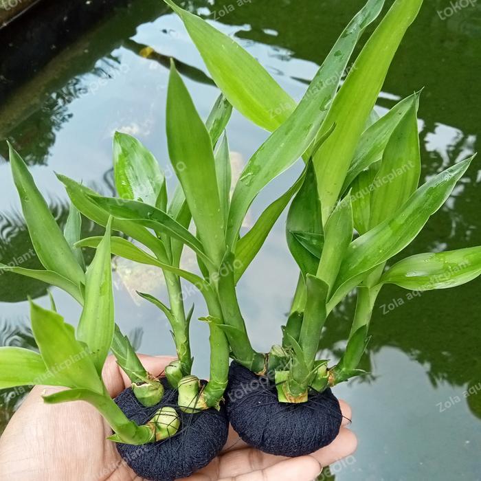 tanaman aquascape bambu air hijau media wabykusa