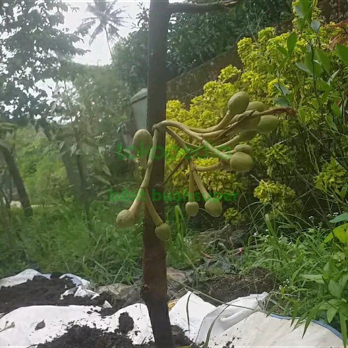 pohon durian montong sudah berbunga hasil okulasian cepat berbuah HALAL