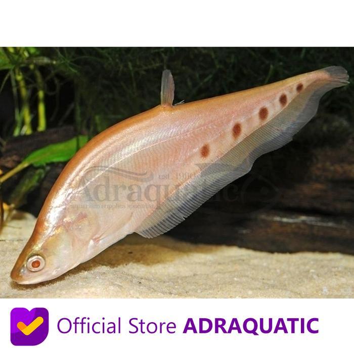 IKAN HIAS BELIDA ALBINO BANGKOK AIR TAWAR