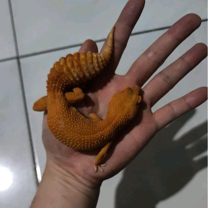 TERMURAHHH Leopard gecko sunglow gemoy