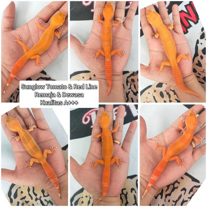 TERMURAHHH Gecko Sunglow Tomato/ Red Line Kualitas Kontes Grade A+++