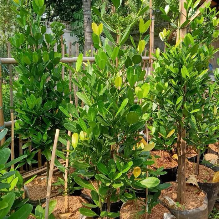 Tanaman hias Garcenia cambodia/ pohon Garcenia cambodia/ Nagka Taiwan Daun Hijau