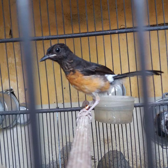 DISKON Burung Murai Batu Betina Siapan dan Trotol