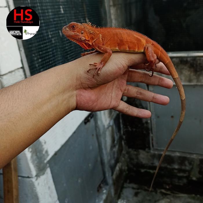 red iguana baby super