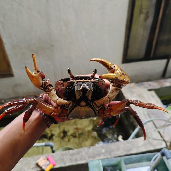 cardisoma carnifex kepiting darat kepiting hias air tawar jumbo 8-10 cm