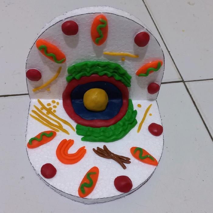 prakarya Sel hewan dan sel tumbuhan kerajinan clay Set Hadiah