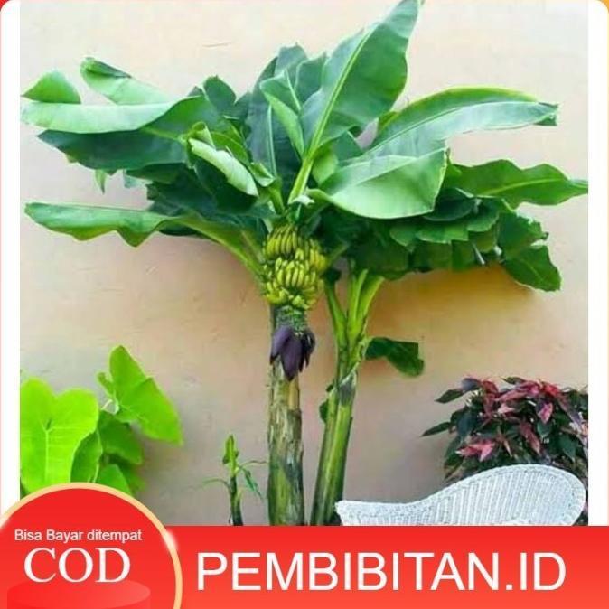 Bibit Tanaman Tabulampot Pisang Mini Asli ATV super