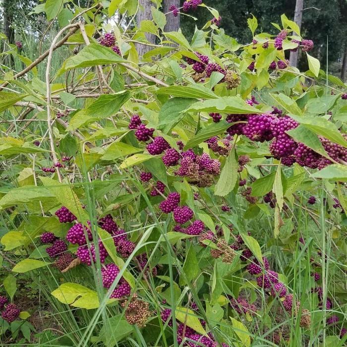 Bibit tanaman buah ungu American beautyberry (Callicarpa americana)