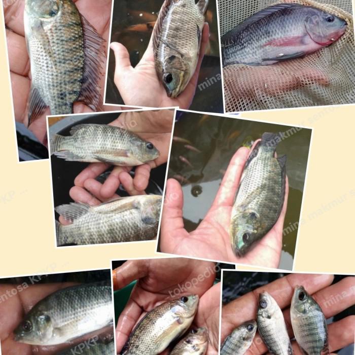 paket bibit ikan mujaer hitam dan nila gesit isi 50 ekor ukuran mix