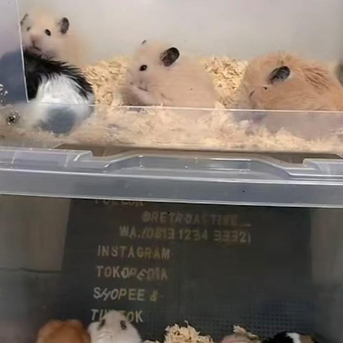 HAMSTER SYRIAN VARIAN SATIN LONG HAIR CREAM YELLOW POLYWHITE FUJIYAMA FUJIAMA POLY POLLY ROAN