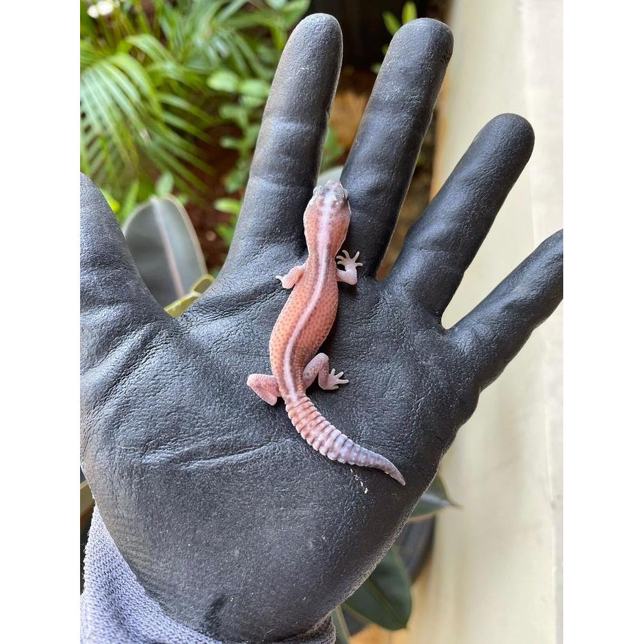 TERMURAHHH VIP GECKO - AFT GECKO - AFRICAN FAT TAILED GECKO BABY - JUVE