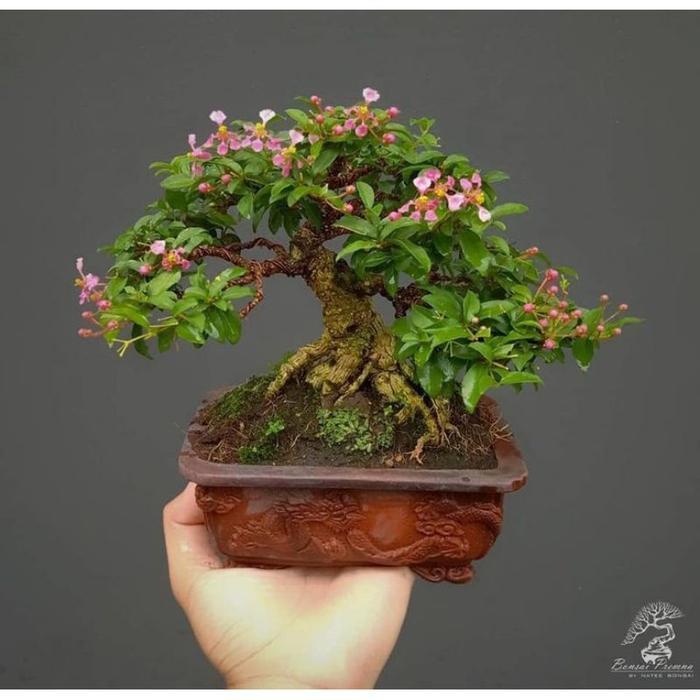 Bonsai bonsai sakura prospek