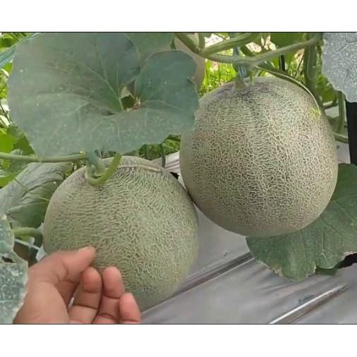 Moonieshopline Benih Bibit Melon Alina F1 - Panah Merah