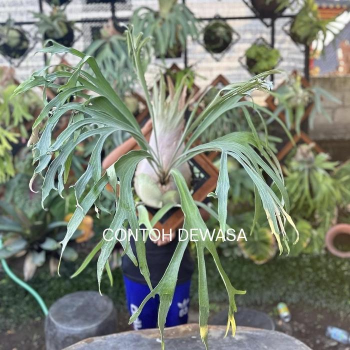 Platycerium VEITCHII BLUE VENUS sesuai gambar