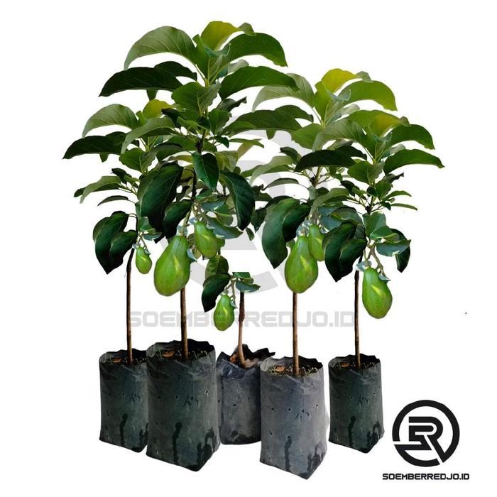 BIBIT ALPUKAT ALIGATOT JUMBO/BIBIT BUAH/TANAMAN HALAL