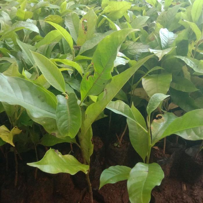 Moonieshopline Bibit Pohon Bunga Kantil Merah Pohon Kantil Bunga Merah