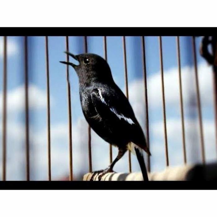 burung decu mini legendaris mewah