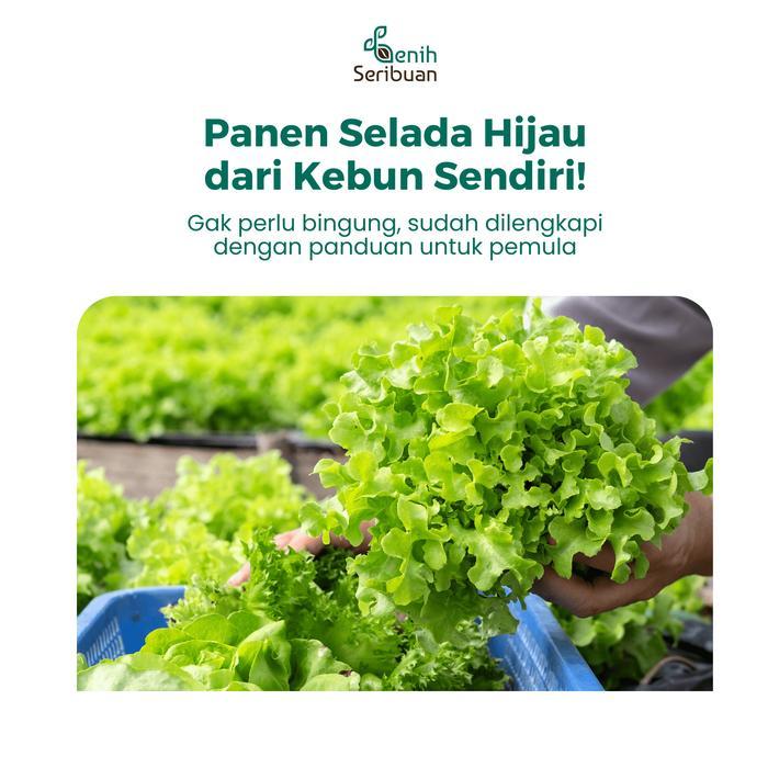 Benih Selada Grand Rapids Panah Merah - Benih Sayuran Seribuan
